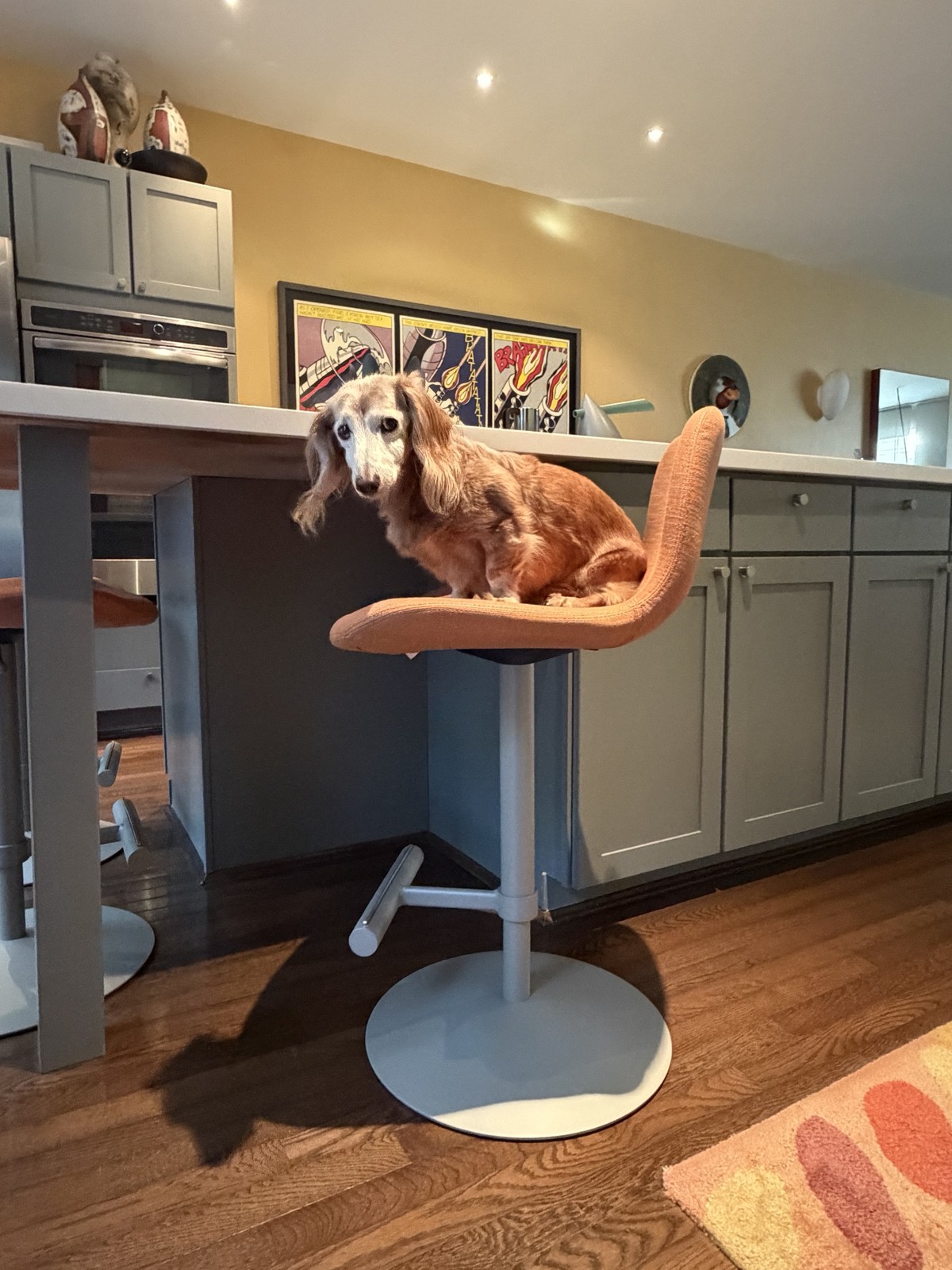 Frieda the long-haired dachshund sitting on a Midj Dalia stool