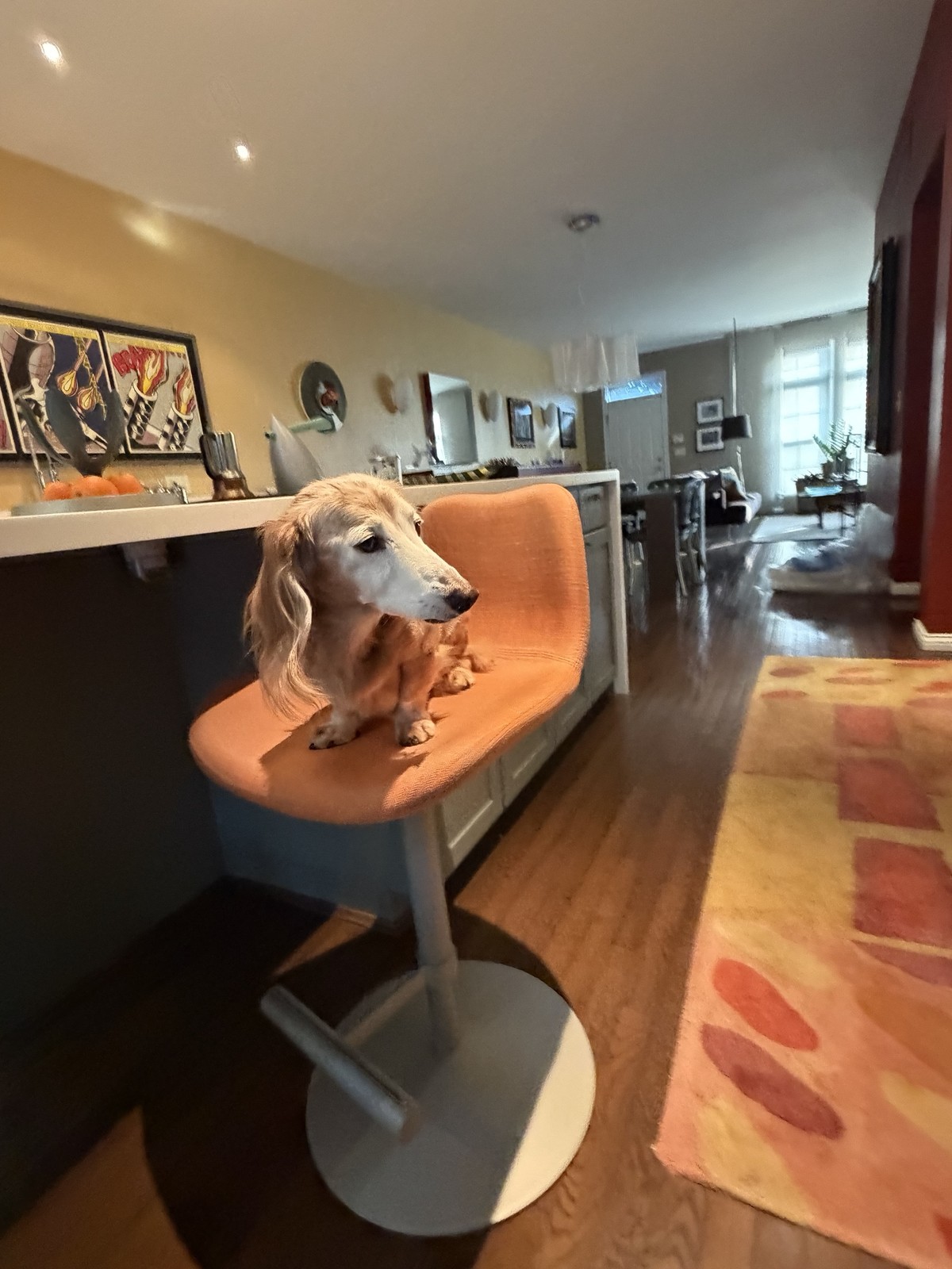 Frieda surveying the open-plan living space from her Midj stool